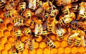 Giấc mơ thấy ong, tổ ong điềm báo gì, lành hay dữ?