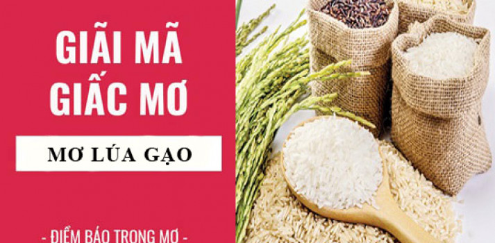 giấc mơ thấy gạo