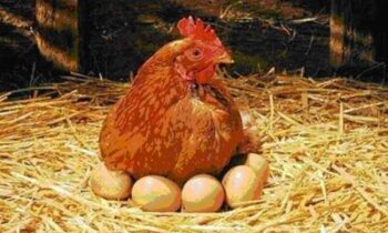 Mơ thấy gà đẻ trứng đánh con gì mang tài lộc về?