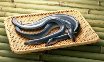 Mơ thấy lươn đánh con gì? Giải mã giấc mơ thấy lươn