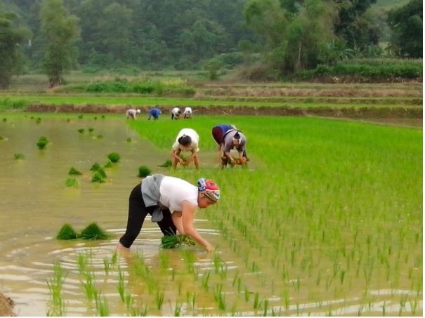 Nằm mơ thấy đi cấy lúa là điềm gì? Đánh con nào trúng?