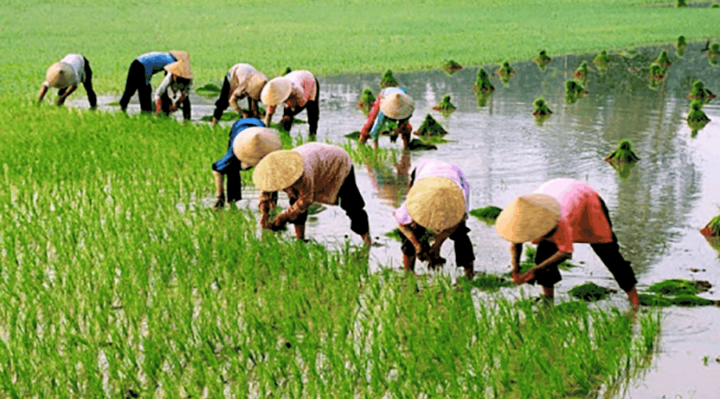 nằm mơ thấy mẹ đi cấy lứa