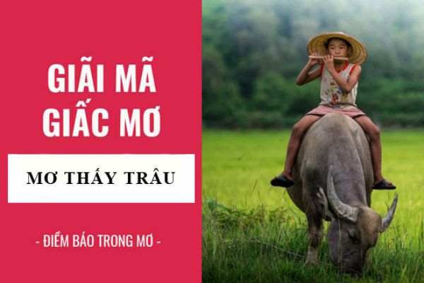 Mơ thấy trâu đánh con gì?