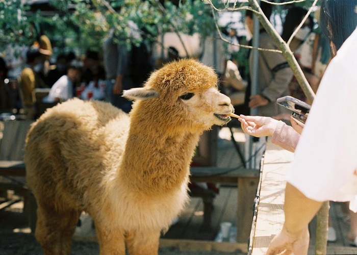 Mơ thấy lạc đà