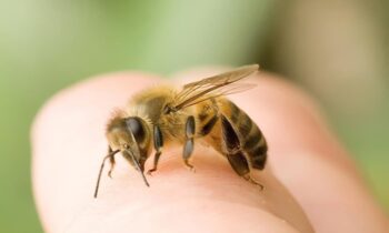 Mơ thấy ong là điềm gì? Đánh con gì? Giải mã giấc mơ thấy ong?